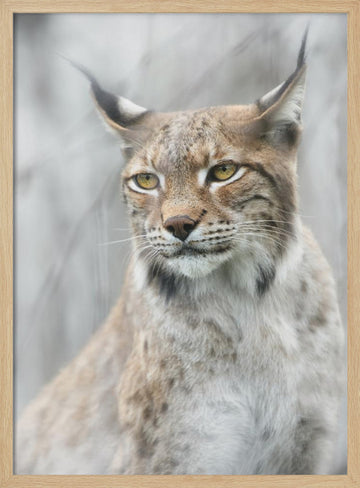 Intense Lynx Portrait | Poster - Wood Frame Interior
