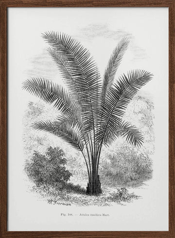 Vintage Palm Tree Drawing Vii | Poster - Walnut Frame Interior