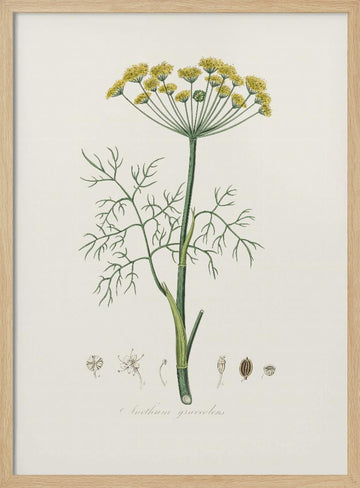 Dill (anethum Graveolens)  Medical Botany | Poster - Wood Frame Interior