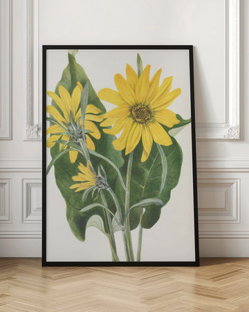 Balsamroot From North American Wildflowers (1925) By Mary Vaux Walcott | Poster - Room Interior 1
