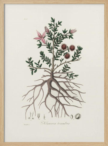 Rhatany (krameria Triandrea) Medical Botany | Poster - Wood Frame Interior