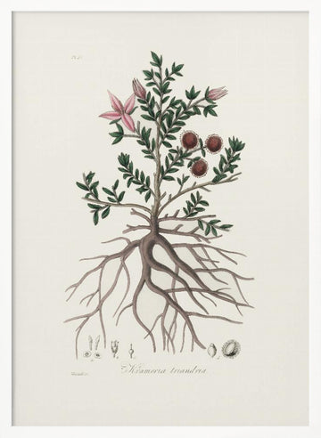 Rhatany (krameria Triandrea) Medical Botany | Poster - White Frame Interior