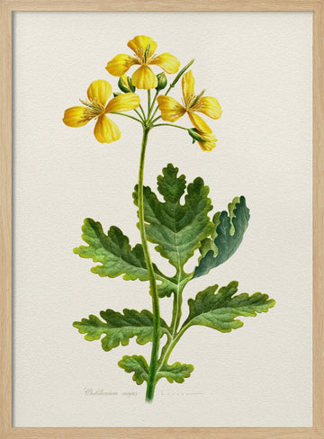 Vintage Celandine Botanical | Poster - Wood Frame Interior