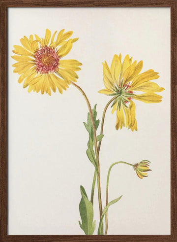 Perennial Gaillardia From North American Wildflowers (1925) By Mary Vaux Walcott. | Poster - Walnut Frame Interior