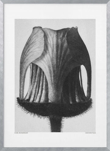Geum Rivale | Poster - Silver Frame Interior