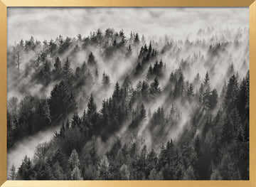 Misty Forest Light Rays | Poster - Gold Frame Interior