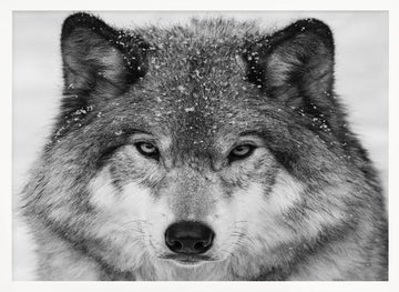 Winter Wolf Gaze | Poster - White Frame Interior