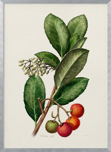 Vintage Strawberry Tree | Poster - Silver Frame Interior