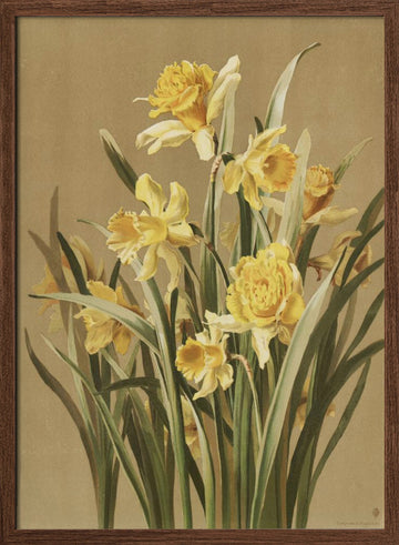 Daffodils | Poster - Walnut Frame Interior