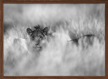 Hidden Lion Gaze | Poster - Walnut Frame Interior