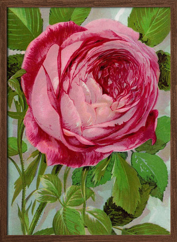 Pink Rose, Mrs John Laing Lithograph | Poster - Walnut Frame Interior
