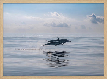 Dolphins Leaping Ocean | Poster - Wood Frame Interior