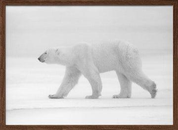 Walking Polar Bear | Poster - Walnut Frame Interior