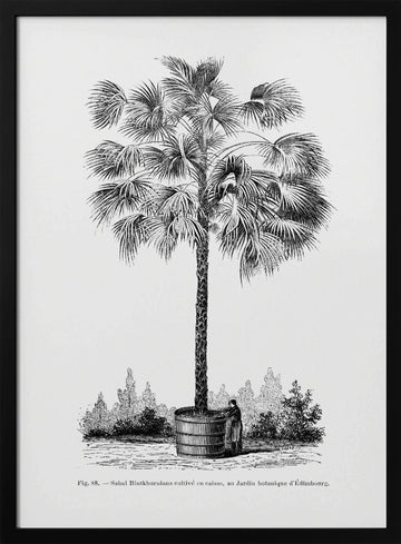 Vintage Palm Tree Drawing X | Poster - Black Metal Frame Interior