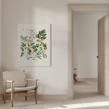 Rubens Australis By Sarah Featon | Canvas - Room Interior 1