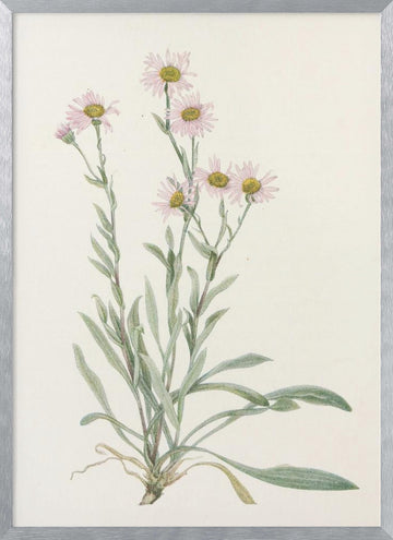 Pink Fleabane From North American Wildflowers (1925) By Mary Vaux Walcott | Poster - Silver Frame Interior