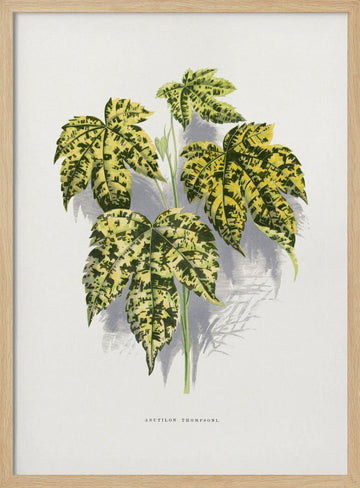 Abutilon Thompsoni Leaf Illustration | Poster - Wood Frame Interior