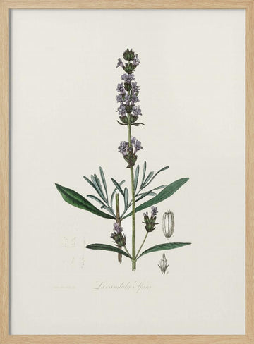 Lavender (lavandula Ipica)  Medical Botany | Poster - Wood Frame Interior