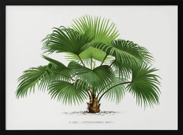 Livistona C | Poster - Black Metal Frame Interior