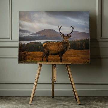 Majestic Highland Stag | Canvas - Room Interior 1