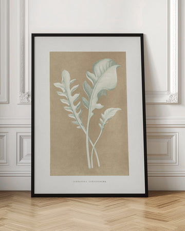 Centaurea Candidissima Leaf Illustration | Poster - Room Interior 1