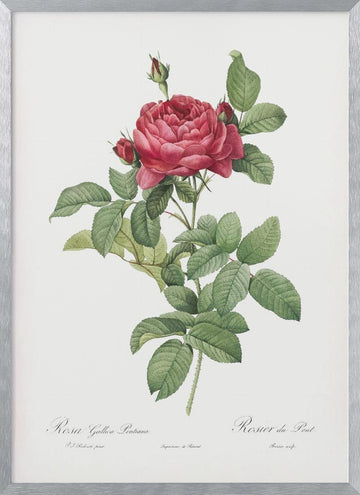 Rosa Gallica Pontiana, Les Roses (1817–1824) | Poster - Silver Frame Interior