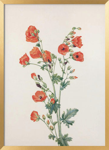 Scarlet Globe Mallow From North American Wildflowers (1925) By Mary Vaux Walcott | Poster - Gold Frame Interior