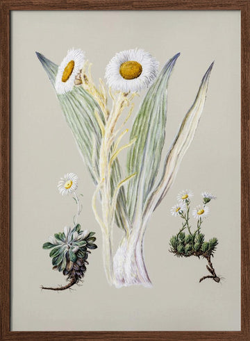 White Mountain Musk Drawn By Sarah Featon (1848–1927) | Poster - Walnut Frame Interior