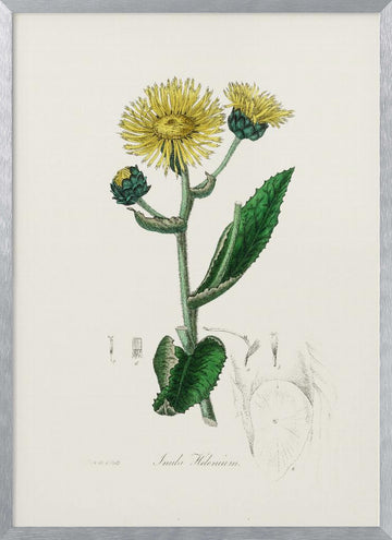 Elecampane (inula Helenium) Medical Botany | Poster - Silver Frame Interior