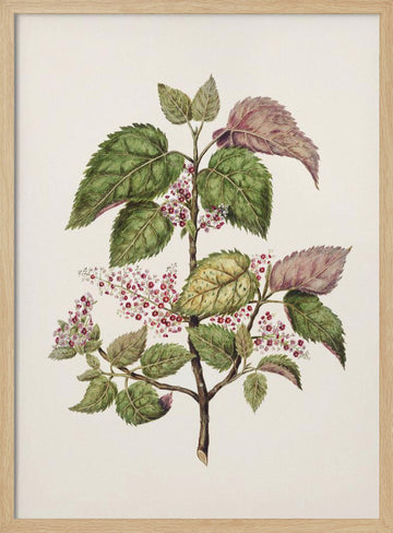 Makomako   Aristotelia Racemosa Drawn By Sarah Featon (1848–1927) | Poster - Wood Frame Interior