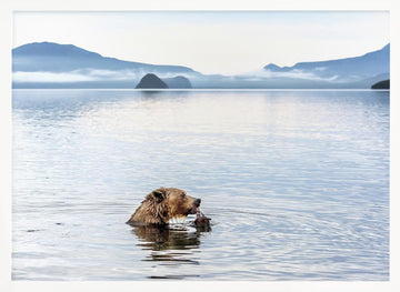 Grizzly Bear Fishing | Poster - White Frame Interior