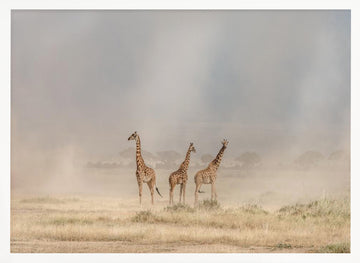 Giraffes in Golden Dust | Poster - White Frame Interior