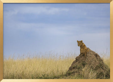 Curious Lion Cub Savanna | Poster - Gold Frame Interior