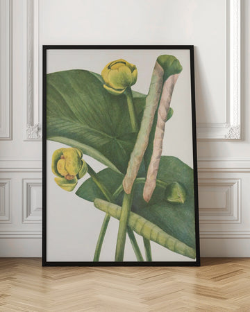 Spatterdock From North American Wildflowers (1925) By Mary Vaux Walcott. | Poster - Room Interior 1