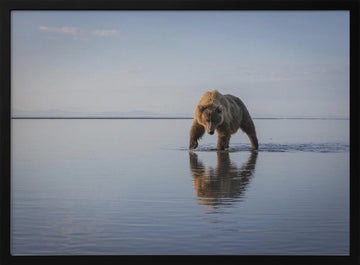 Majestic Bear Reflection | Poster - Black Metal Frame Interior