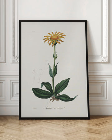 Mountain Arnica (arnica Montana) Medical Botany | Poster - Room Interior 1