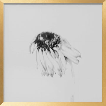 Soft Fading Flower | Poster - Gold Frame Interior