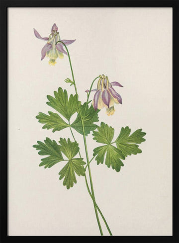 Shortspur Columbine From North American Wildflowers (1925) By Mary Vaux Walcott | Poster - Black Metal Frame Interior