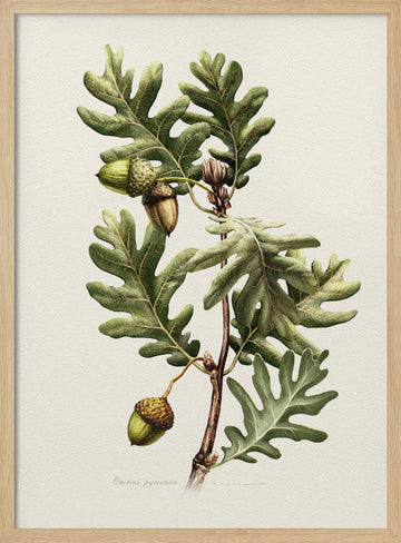 Pyrenean Oak Botanical Art | Poster - Wood Frame Interior
