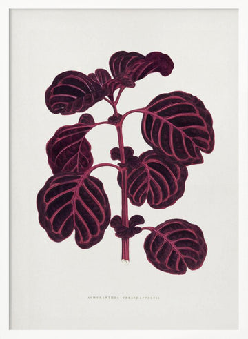 Pink Achyranthes Verschaffeltii Leaf Illustratio | Poster - White Frame Interior