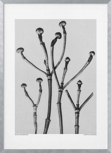 Cornus Florida | Poster - Silver Frame Interior