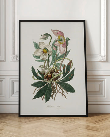 Christmas Rose (helleborus Niger)  Medical Botany | Poster - Room Interior 1