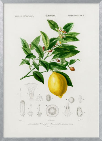 Lemon (citrus Limonium) | Poster - Silver Frame Interior