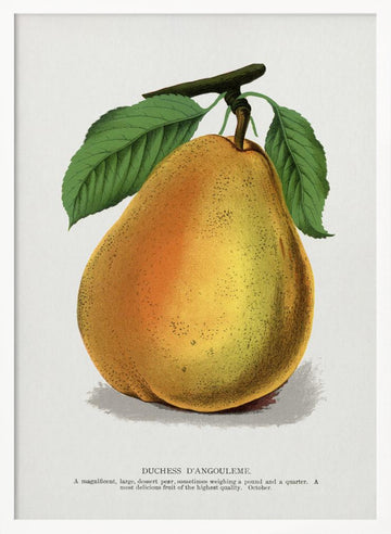 Duchess D'angouleme Pear Lithograph | Poster - White Frame Interior