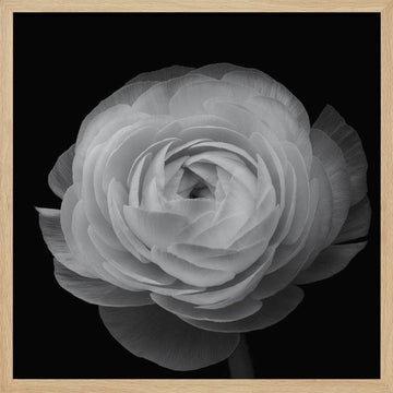 Grayscale Floral Elegance | Poster - Wood Frame Interior