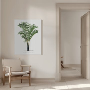 Xvii Hyophorbe V | Canvas - Room Interior 1