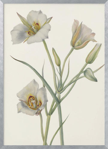 Sego Lily | Poster - Silver Frame Interior