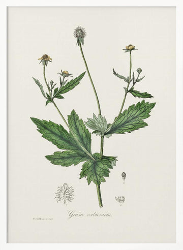 Wood Avens (geum Urbanum)  Medical Botany | Poster - White Frame Interior