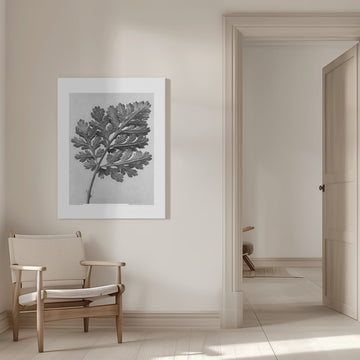 Chrysanthemum parthenium | Canvas - Room Interior 1
