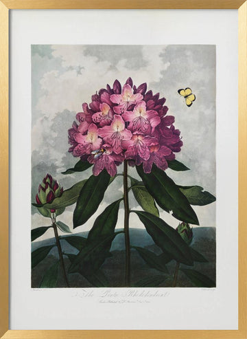 The Pontic Rhododendron from The Temple of Flora (1807) | Poster - Gold Frame Interior
